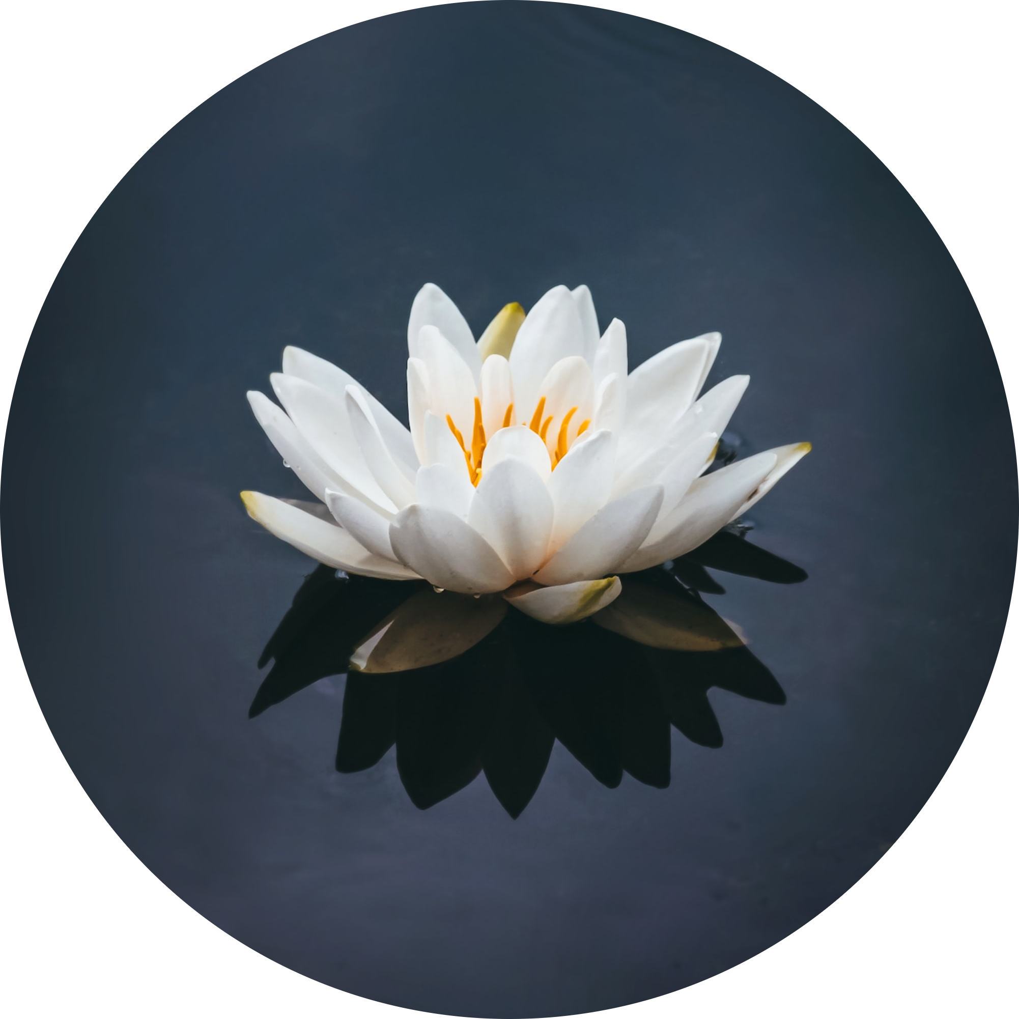 White lotus flower floating on water